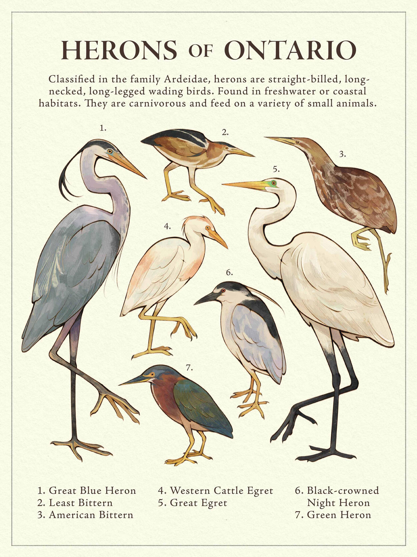 Herons of Ontario