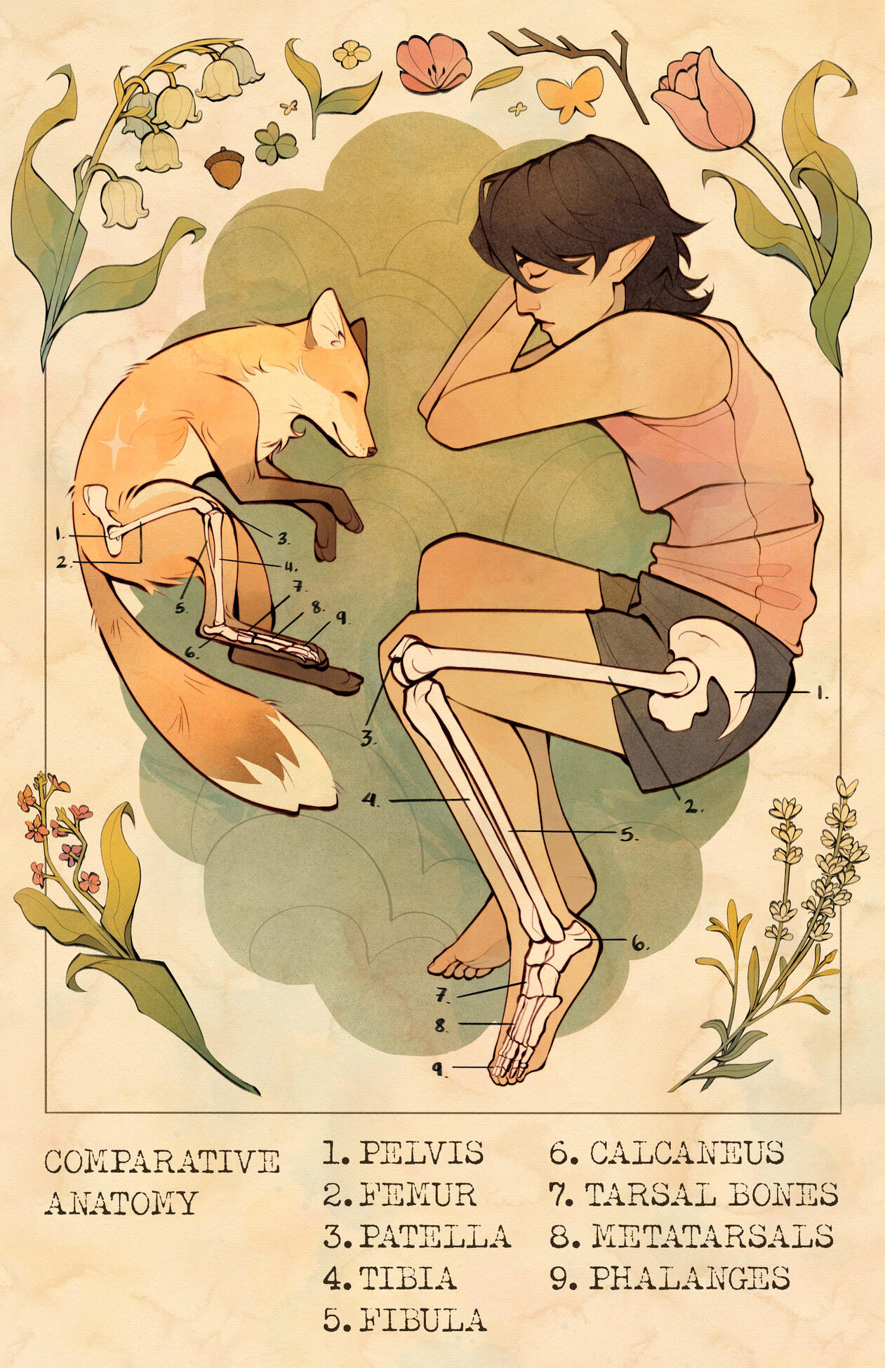 Blissful Slumber - Comparative Anatomy