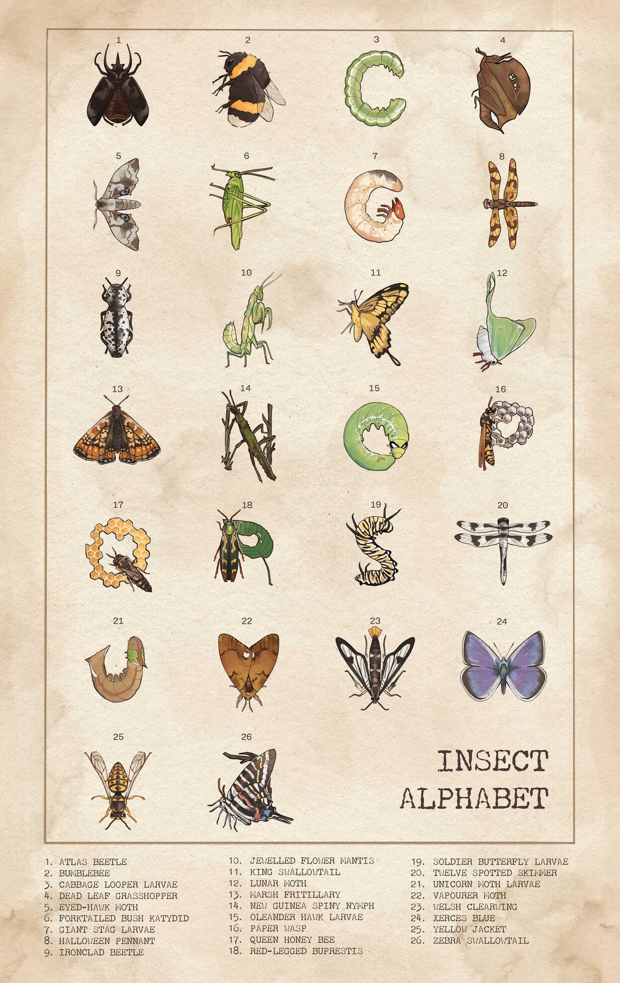 Insect Alphabet