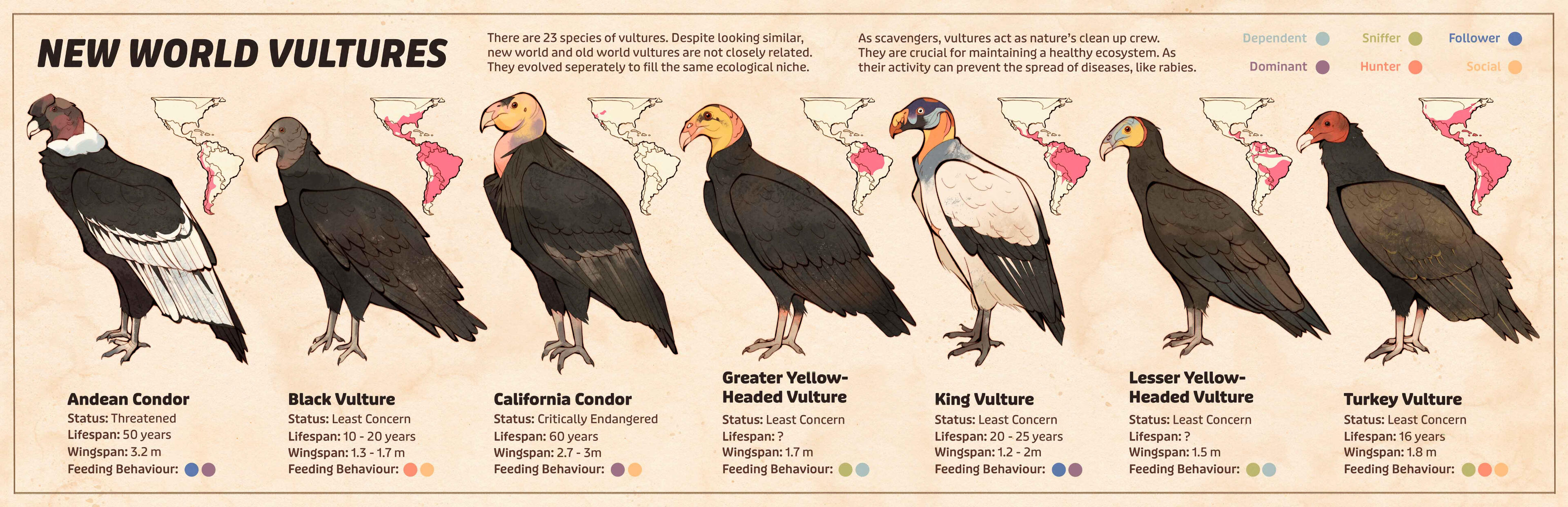 New World Vulture Infographic