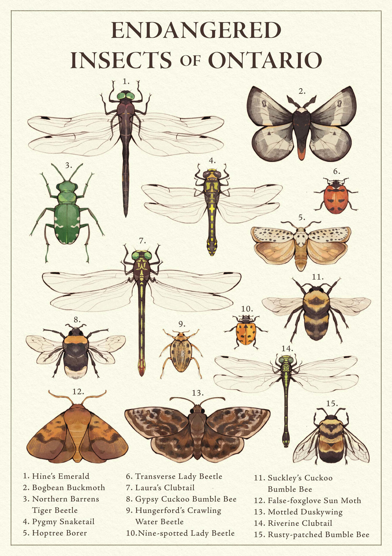 Endangered Insects of Ontario