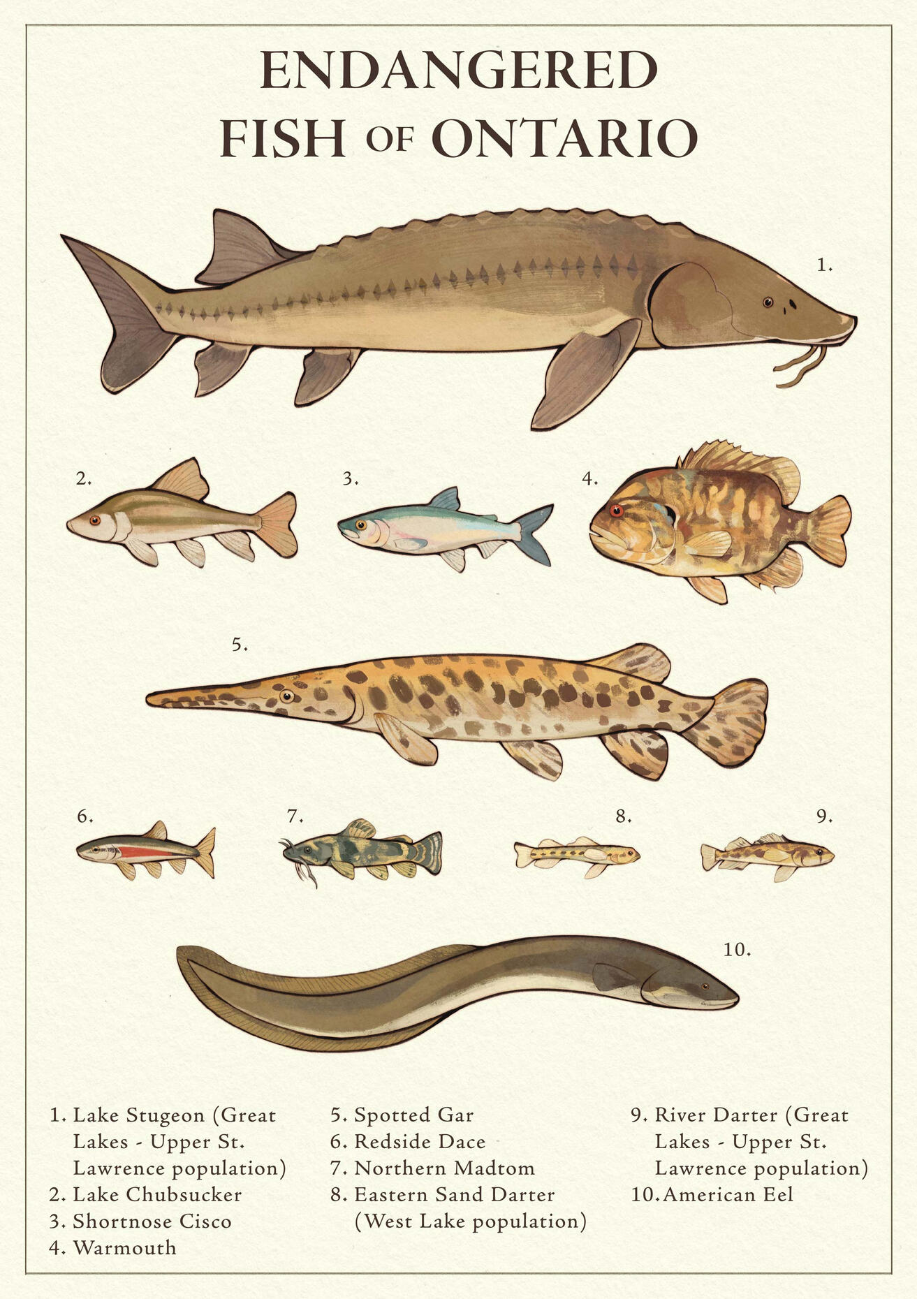 Endangered Fish of Ontario