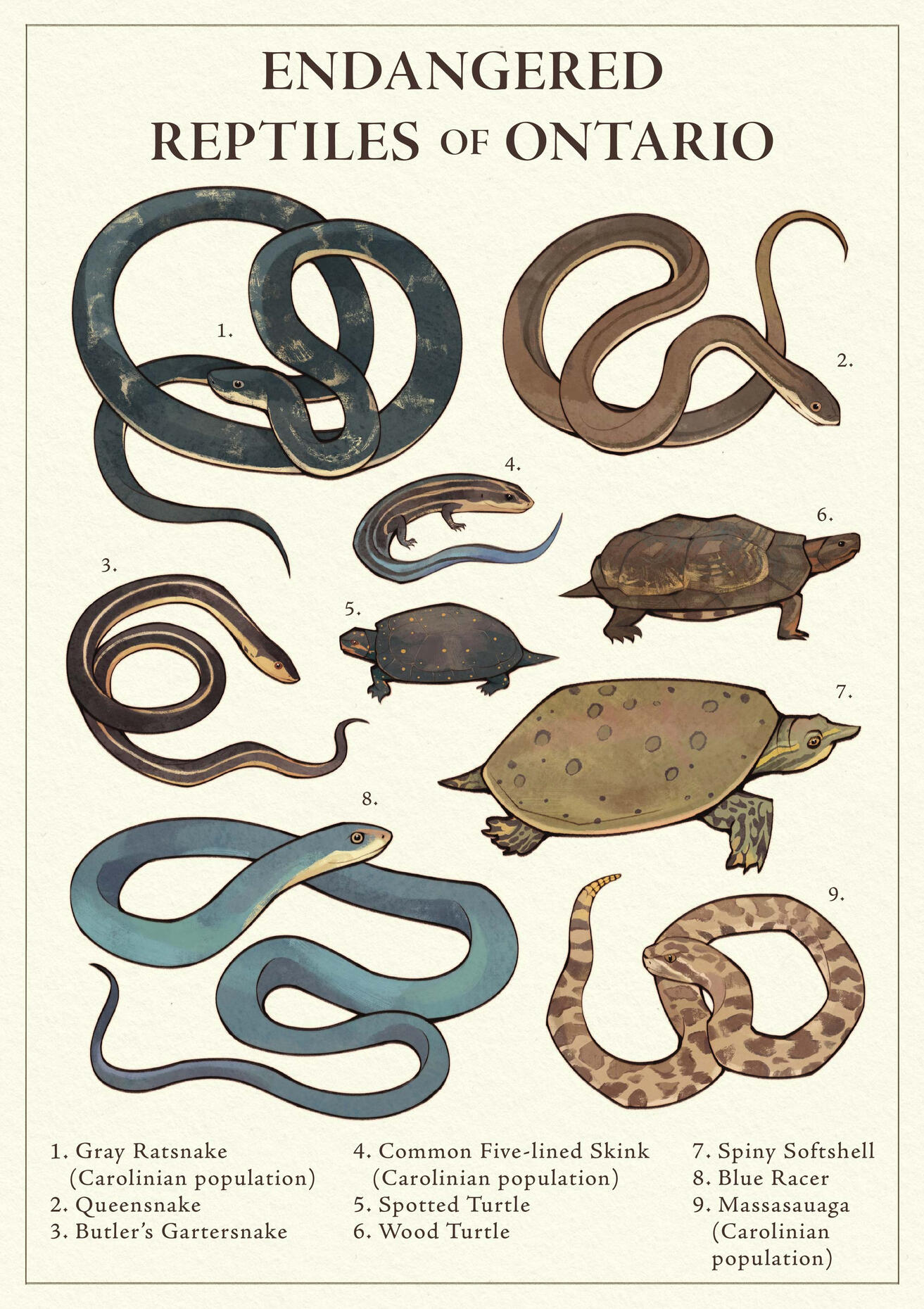 Endangered Reptiles of Ontario